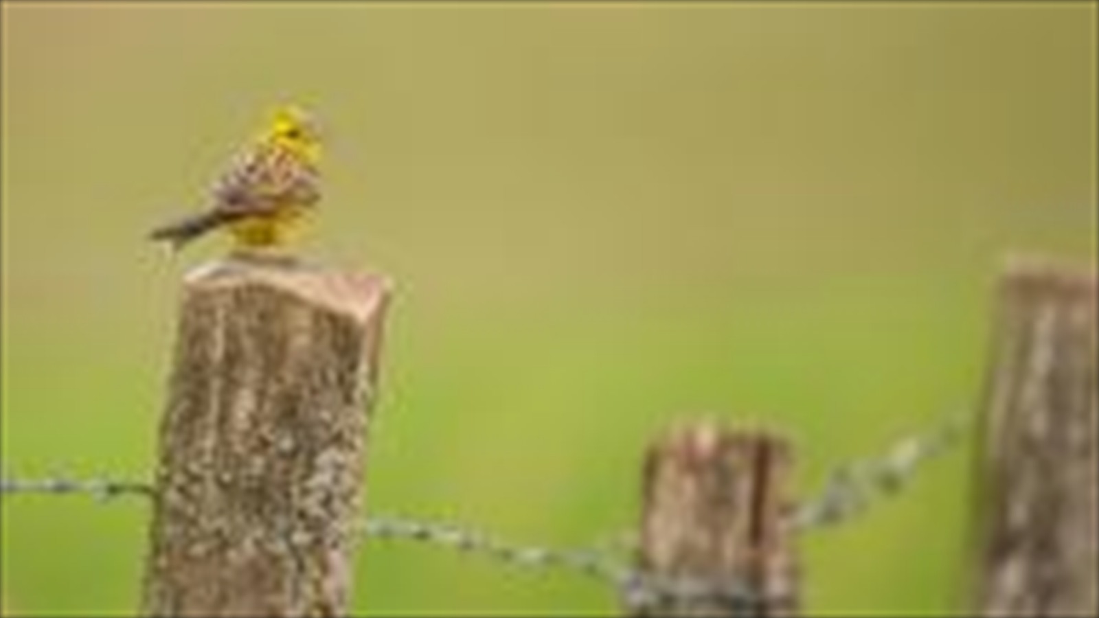 Animals / Birds