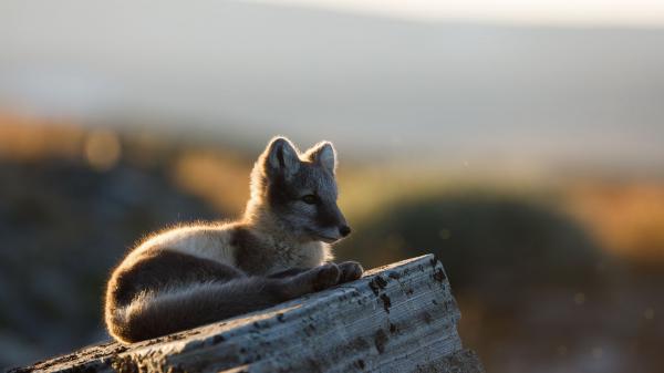 arctic baby fox is sitting on rock in blur background hd fox