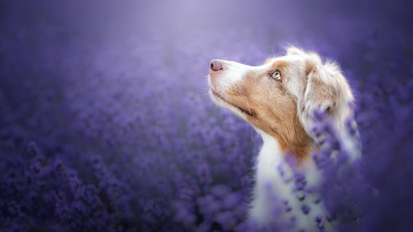 australian shepherd dog is looking up sitting in purple meadow field hd dog