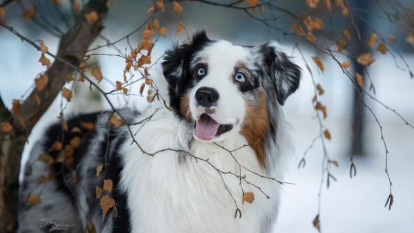 australian shepherd with shallow background of snow hd animals