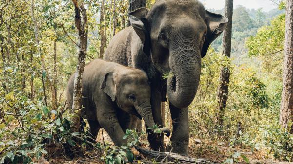 big and baby elephants are standing in forest background hd animals