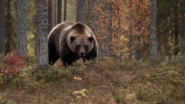 big black brown bear is walking in forest during daytime 4k 5k hd animals