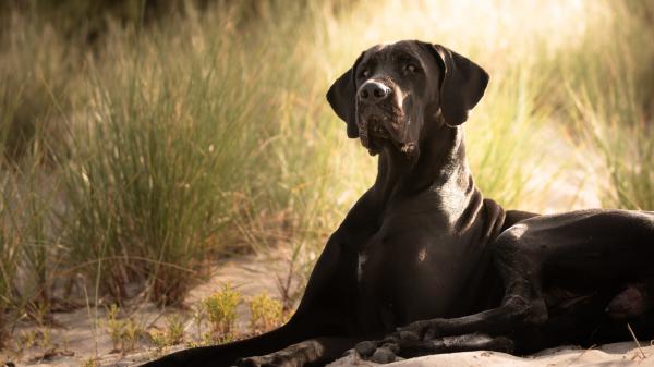 black dog is sitting on sand with background of reed 4k 5k hd animals