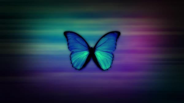 blue aqua butterfly in colorful background hd girly