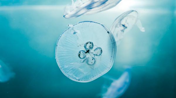 blue jellyfish underwater 4k hd jellyfish