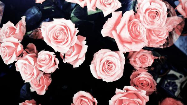 bunch of peach color roses hd girly
