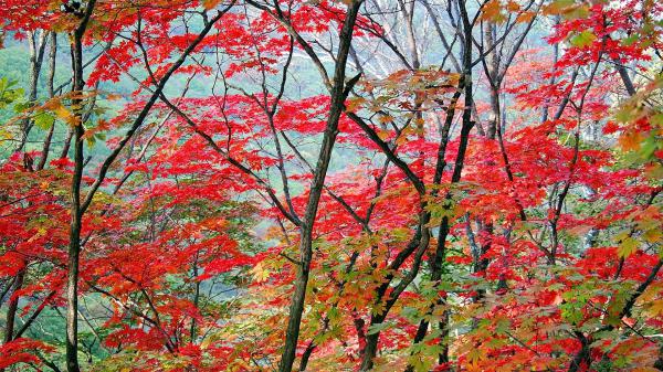 colorful leafed trees in the forest hd nature