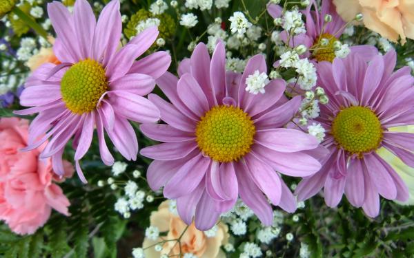 Free 3 pink flowers wallpaper download