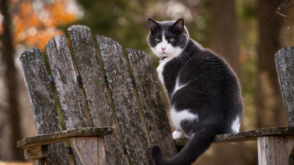 Free a black and white cat is sitting on old wooden chair 4k 8k hd animals wallpaper download