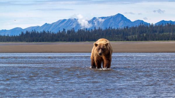 Free a brown bear on water with background of trees mountain and blue sky hd animals wallpaper download