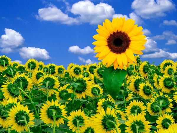 Free a little sunshine to brighten day wallpaper download