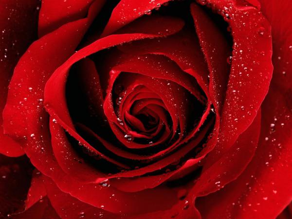 Free a red rose for you wallpaper download