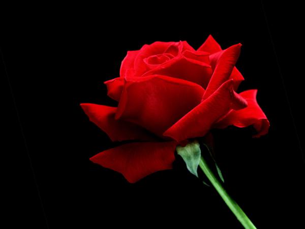 Free a single red rose wallpaper download