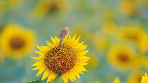 Free a sparrow is standing on the sunflower in a blur background hd flowers wallpaper download