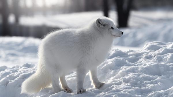 Free a white fox is standing on white snow hd animals wallpaper download