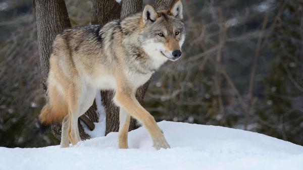 Free a wolf is walking on snow hd animals wallpaper download