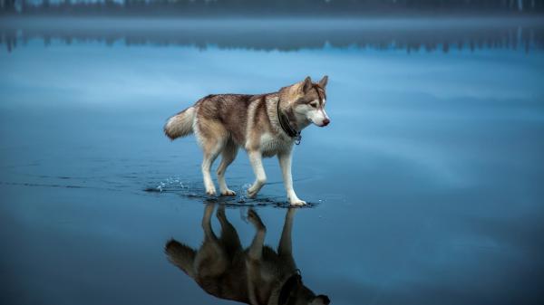 Free adult brown and white alaskan malamute brown siberian husky on body of water 4k hd dog wallpaper download