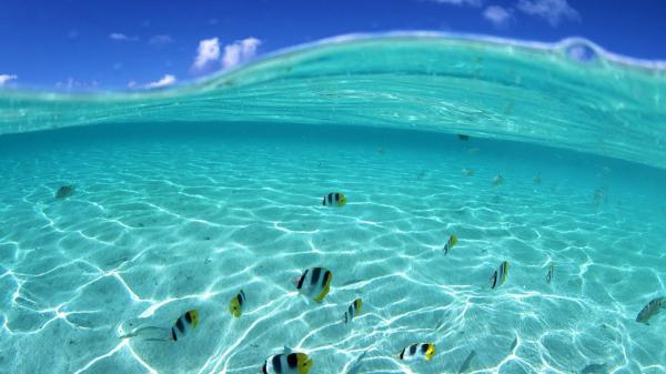 free aerial view of beach during daytime with shoal of fishes in water hd beach wallpaper download