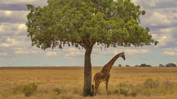 Free africa giraffe is standing near tree hd animals wallpaper download