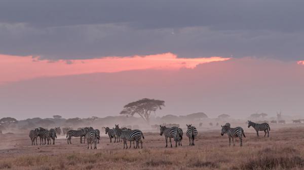 Free africa zebras with background of cloudy sky 4k hd animals wallpaper download