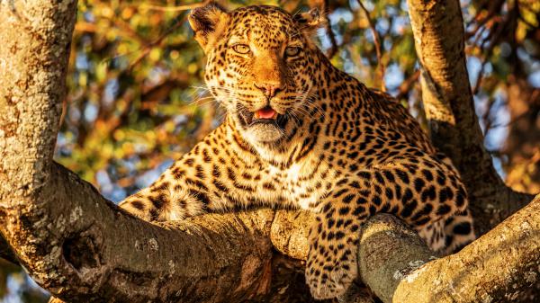 Free african leopard is sitting on tree 4k hd animals wallpaper download