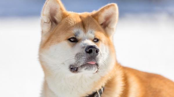 Free akita dog hd animals wallpaper download