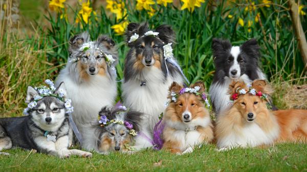 Free alaskan klee kai border collie shetland sheepdog are on green grass with flower crown on head 4k 5k hd animals wallpaper download