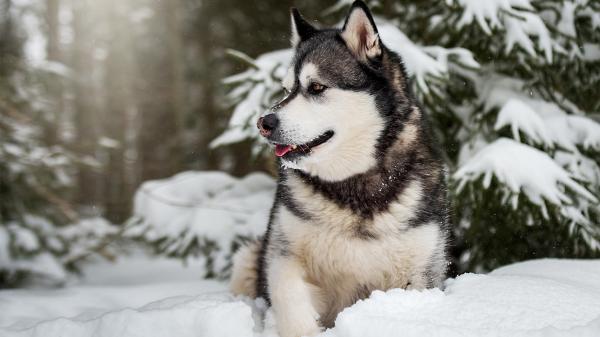 Free alaskan malamute pet dog on snow hd animals wallpaper download