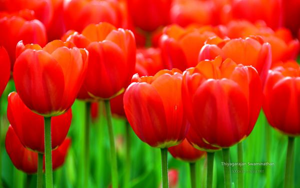 Free albany tulip festival wallpaper download