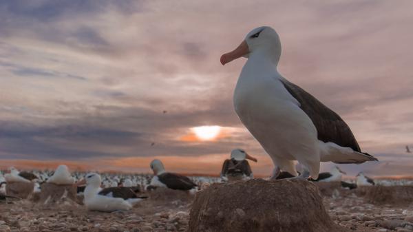 Free albatross birds with background of sunset and cloudy sky hd birds wallpaper download