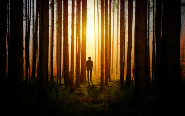 Free alone in forest sunset 4k wallpaper download