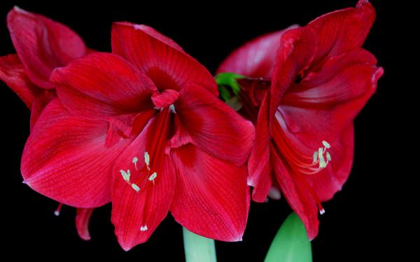 Free amaryllis blossoms wallpaper download