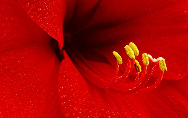 Free amaryllis flower wallpaper download