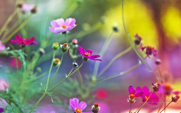 Free amazing flowers wallpaper download