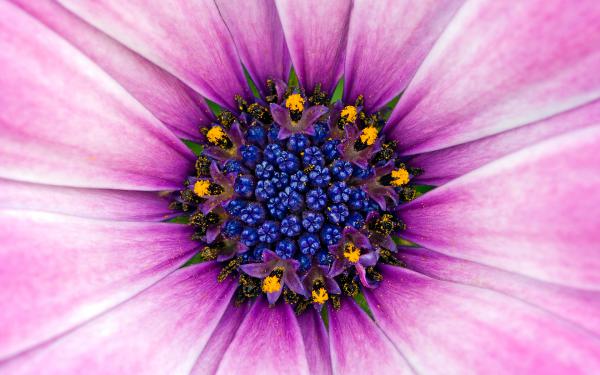 Free amazing purple flower wallpaper download