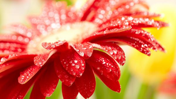 Free amazing red flower wallpaper download