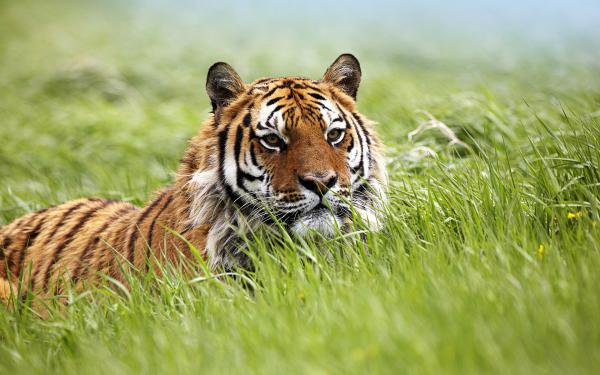 Free amazing siberian tiger wallpaper download