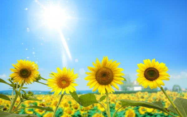 Free amazing sunflowers wallpaper download