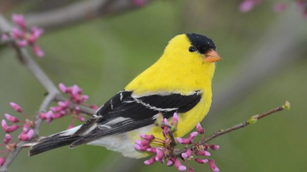 Free american goldfinch yellow black bird on tree branch hd birds wallpaper download