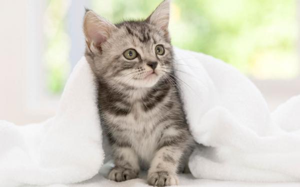 Free american shorthair kitten wallpaper download