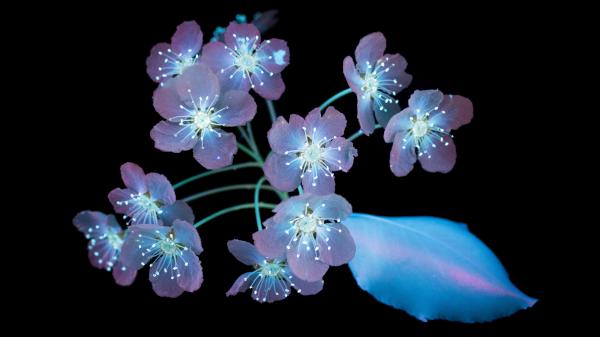 Free amoled flowers macos mojave stock 5k wallpaper download