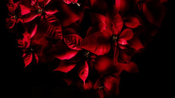 Free amoled red leaves 4k 5k wallpaper download