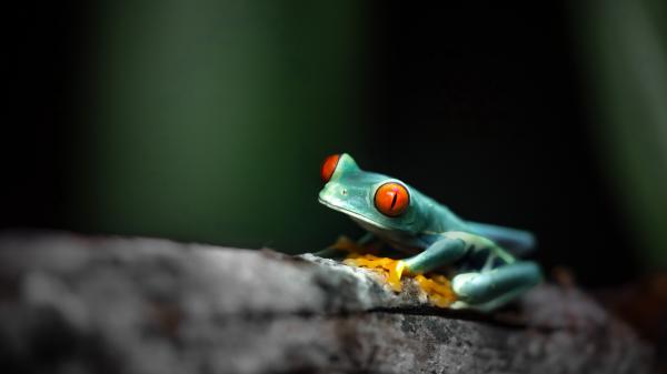 Free amphibian frog with red eyes 4k hd animals wallpaper download