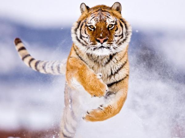 Free amur tiger in snow-1024x768 wallpaper download