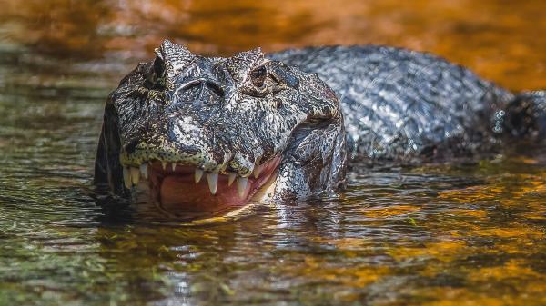 Free animal alligator hd wallpaper download