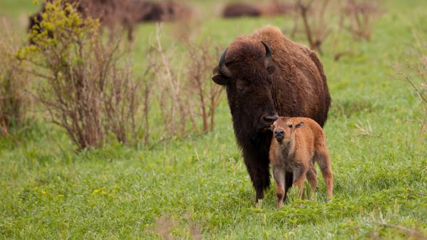 Free animal american bison 4k hd wallpaper download