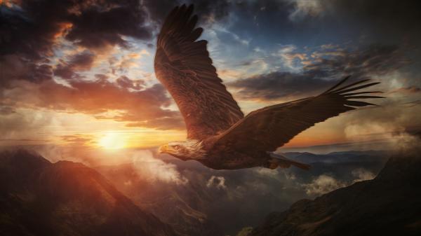 Free animal bald eagle 4k hd animals wallpaper download