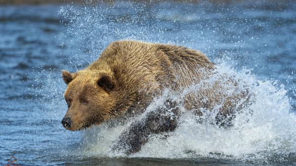 Free animal bear 2 4k hd animals wallpaper download