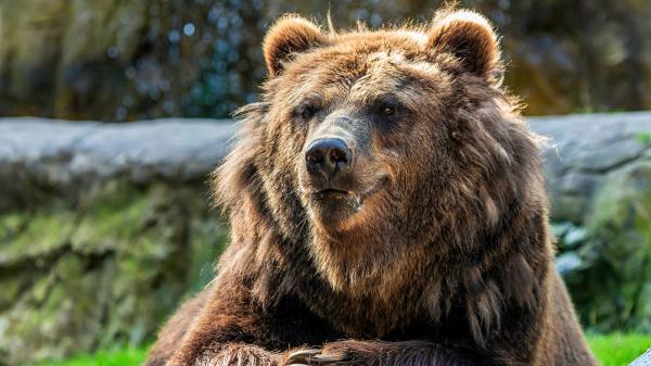 Free animal bear 4k 5k hd animals wallpaper download