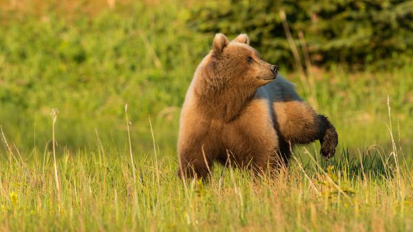 Free animal bear 4k hd 2 wallpaper download